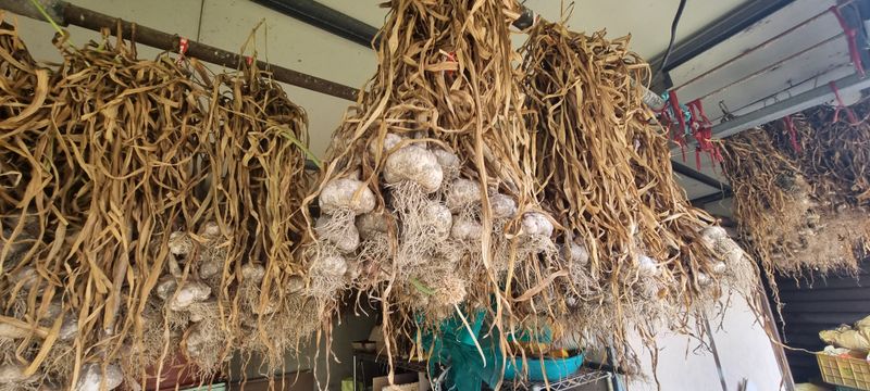 박산하님의 장터 판매 상품 [홍산마늘] 첨부 사진