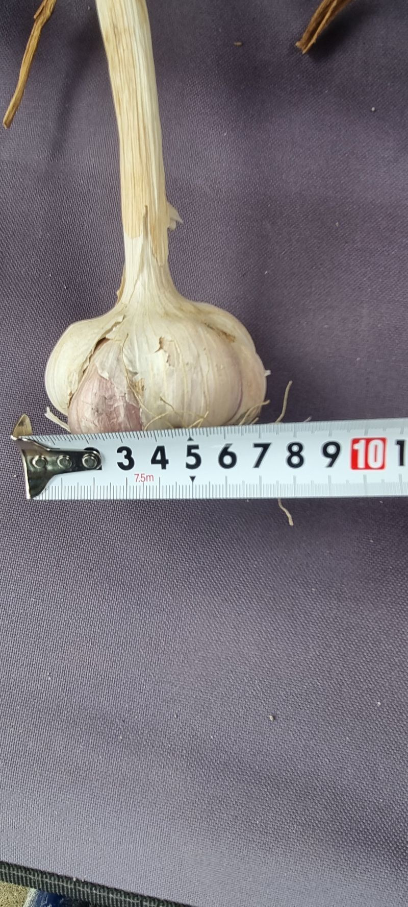 박산하님의 장터 판매 상품 [홍산마늘] 첨부 사진