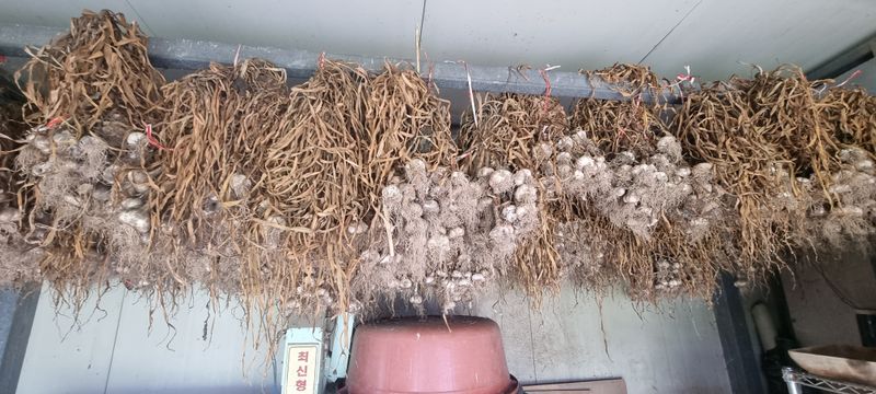 박산하님의 장터 판매 상품 [홍산마늘] 첨부 사진