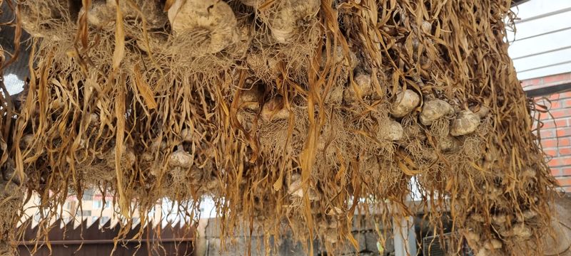 박산하님의 장터 판매 상품 [홍산마늘] 첨부 사진