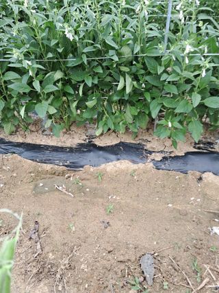 김재희님의 장마 대비 어떻게 하셨나요? · 참여 작성글 사진