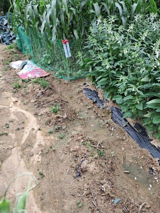 김재희님의 장마 대비 어떻게 하셨나요? · 참여 작성글 사진