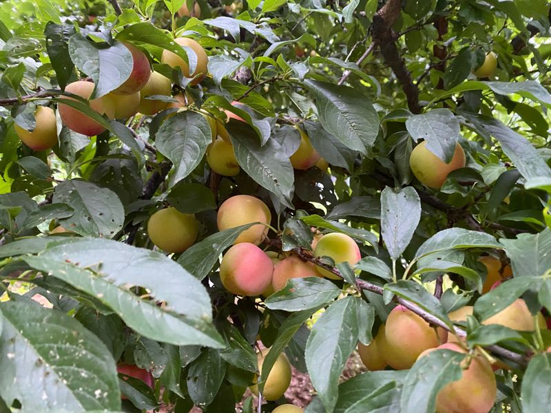 장터 상품 [자두 3kg(가격인하)/매진] 썸네일