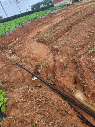 시골에 살어리랏다 님의 콩 · 자유게시판 작성글 사진