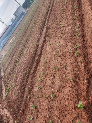 시골에 살어리랏다 님의 콩 · 자유게시판 작성글 사진