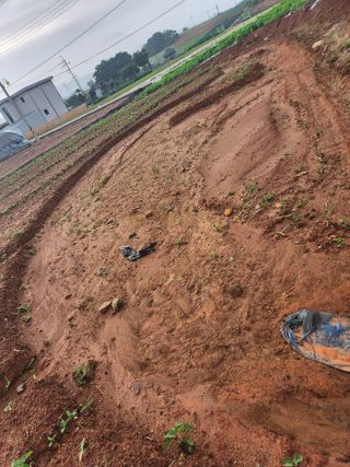 시골에 살어리랏다 님의 콩 · 자유게시판 작성글 사진