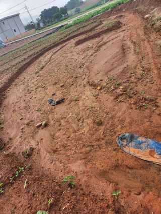시골에 살어리랏다 님의 콩 · 자유게시판 작성글 사진