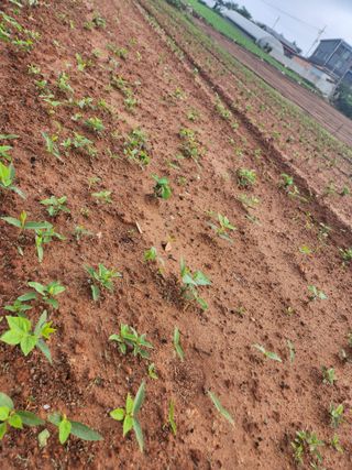 시골에 살어리랏다 님의 콩 · 자유게시판 작성글 사진