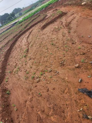 시골에 살어리랏다 님의 콩 · 자유게시판 작성글 사진