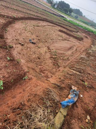 시골에 살어리랏다 님의 콩 · 자유게시판 작성글 사진