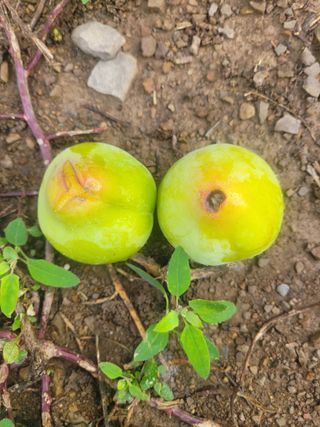 주현님의 자두 · 병해충상담 작성글 사진