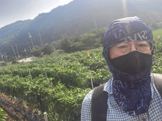 농막쥔님의 고추 · 병해충상담 작성글 사진