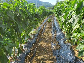 농막쥔님의 고추 · 병해충상담 작성글 사진