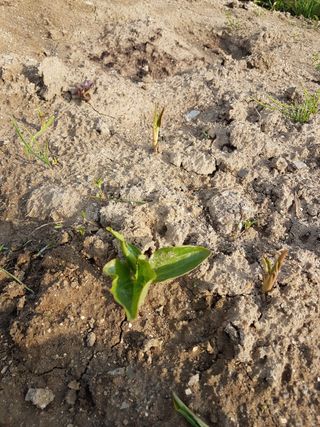 SOUL님의 파 · 병해충상담 작성글 사진