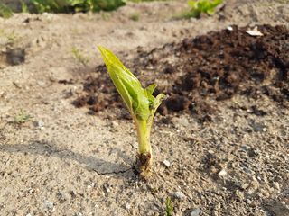 SOUL님의 파 · 병해충상담 작성글 사진