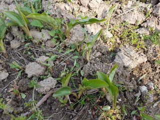 SOUL님의 파 · 병해충상담 작성글 사진