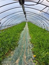 팜모닝 장마 대비 어떻게 하셨나요?·참여 게시글 이미지