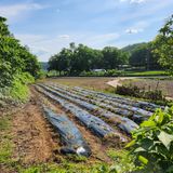 팜모닝 장마 대비 어떻게 하셨나요?·참여 게시글 이미지