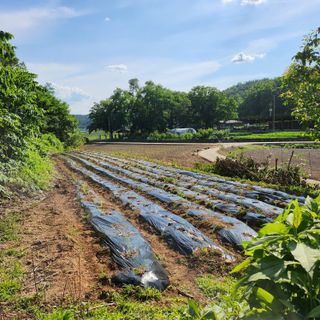 의성춘산~짱이요님의 장마 대비 어떻게 하셨나요? · 참여 작성글 사진
