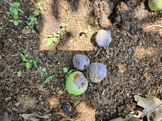 Beautiful님의 자두 · 병해충상담 작성글 사진