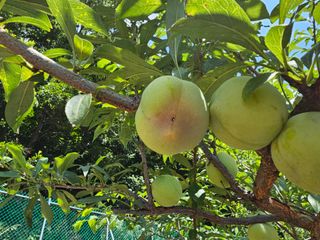 Beautiful님의 자두 · 병해충상담 작성글 사진