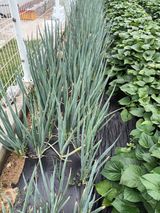 팜모닝 파·자유게시판 게시글 이미지