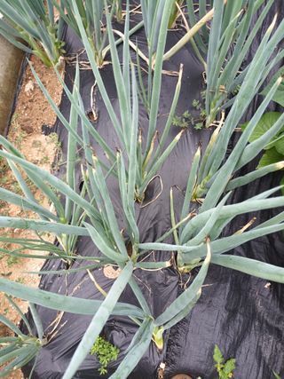 hoonkoo님의 파 · 자유게시판 작성글 사진