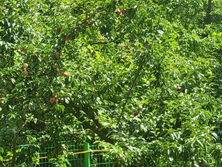 액티브맨님의 자두 · 자유게시판 작성글 사진