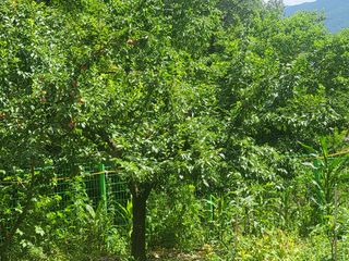 액티브맨님의 자두 · 자유게시판 작성글 사진