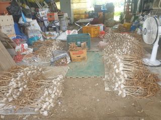 전원수님의 마늘 · 시세•판로 작성글 사진