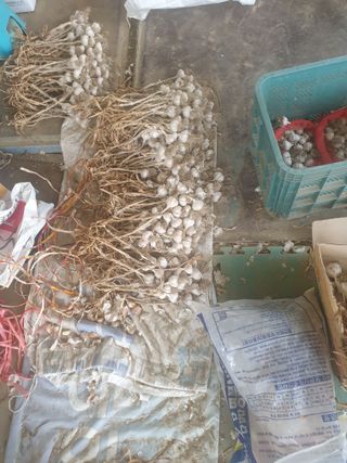 전원수님의 마늘 · 시세•판로 작성글 사진