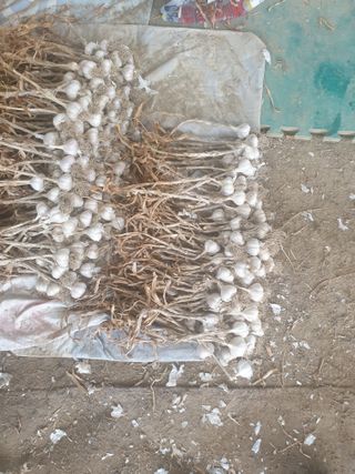 전원수님의 마늘 · 시세•판로 작성글 사진