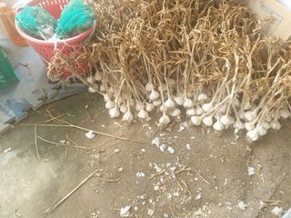 전원수님의 마늘 · 시세•판로 작성글 사진