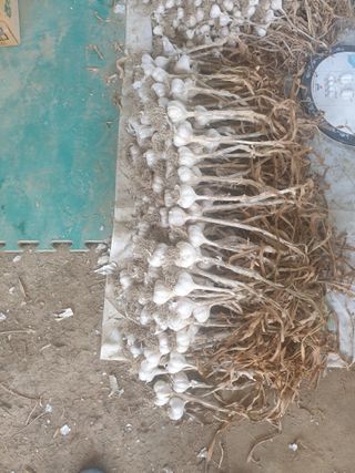 전원수님의 마늘 · 시세•판로 작성글 사진