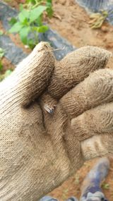 팜모닝 자유주제·자유게시판 게시글 이미지