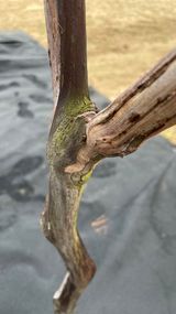 팜모닝 기타작물·병해충상담 게시글 이미지