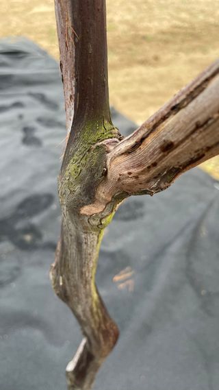 안성현님의 기타작물 · 병해충상담 작성글 사진