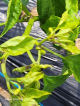 팜모닝 고추·병해충상담 게시글 이미지