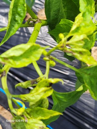 곽희복님의 고추 · 병해충상담 작성글 사진