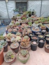 팜모닝 자유주제·자유게시판 게시글 이미지