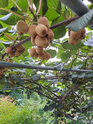 시골농부님의 자유주제 · 자유게시판 작성글 사진