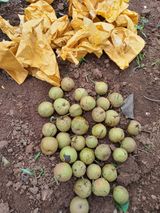 팜모닝 사과·일상 게시글 이미지