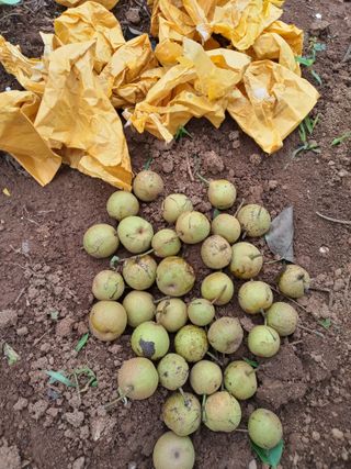 윤형곤님의 사과 · 일상 작성글 사진