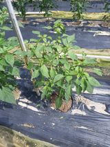 팜모닝 고추·병해충상담 게시글 이미지