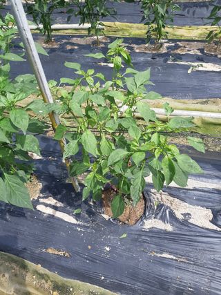 신 난다님의 고추 · 병해충상담 작성글 사진