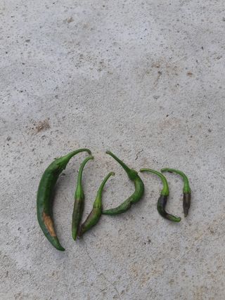 신 난다님의 고추 · 병해충상담 작성글 사진