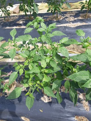 신 난다님의 고추 · 병해충상담 작성글 사진