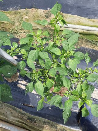 신 난다님의 고추 · 병해충상담 작성글 사진