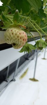 팜모닝 딸기·병해충상담 게시글 이미지