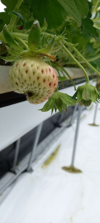 원심님의 딸기 · 병해충상담 작성글 사진